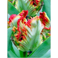 Tulp Exotic Parrot