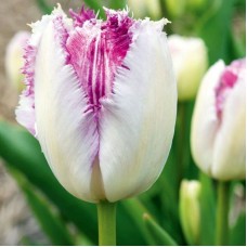 Tulp Eyelash