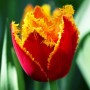 Tulp Fabio