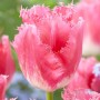 Tulp Fancy Frills