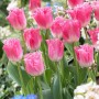 Tulp Fancy Frills