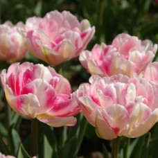 Tulp Finola