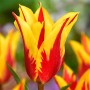 Tulp Firework