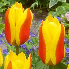 Tulp First Love