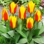 Tulp First Love