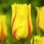 Tulp Flamenco