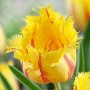 Tulp Flamenco