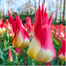 Tulp Flames Mystery