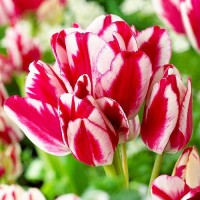 Tulp Flaming Club