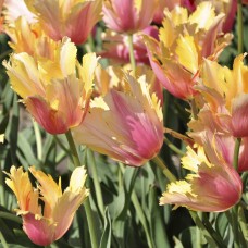 Tulp Flaming Memory