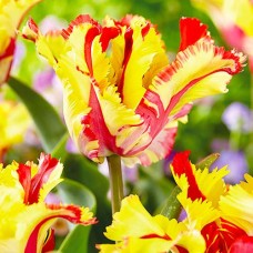 Tulp Flaming Parrot