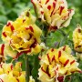 Tulp Flaming Parrot