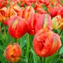 Tulp Flower Power