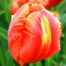 Tulp Flower Power