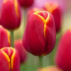 Tulp Flying Dragon