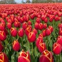 Tulp Flying Dragon