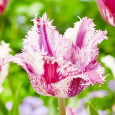 Tulp Fringed White-Purple