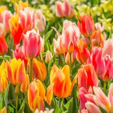 Tulp Fun Colors