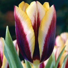 Tulp Gavota