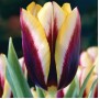 Tulp Gavota