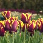 Tulp Gavota