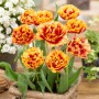 Tulp Gold Dust