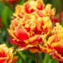 Tulp Gold Dust