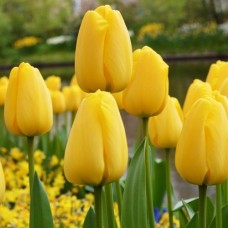 Tulp Golden Apeldoorn