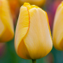 Tulp Golden Parade