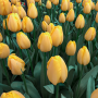 Tulp Golden Parade