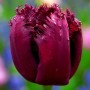 Tulp Gorilla