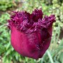 Tulp Gorilla