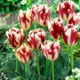 Tulp Grand Perfection