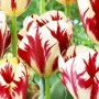 Tulp Grand Perfection