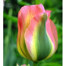 Tulp Groenland