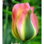 Tulp Groenland