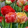 Tulp Gudoshnik Double