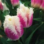 Tulp Hawaii