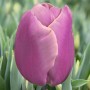 Tulp Holland Beauty