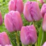 Tulp Holland Beauty