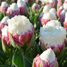 Tulp Ice Cream 