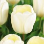 Tulp Ivory Floradale