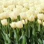 Tulp Ivory Floradale