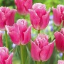 Tulp Izumi