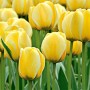 Tulp Jaap Groot