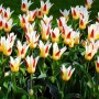 Tulp Johann Strauss