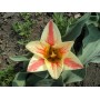 Tulp Johann Strauss