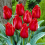 Tulp Julius Ceasar