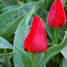 Tulp Julius Ceasar