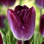 Tulp Kansas Proud